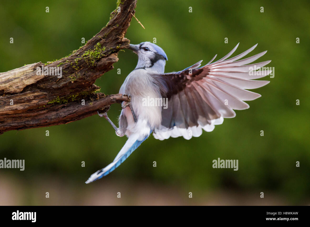 Blue jay wings hi-res stock photography and images - Alamy