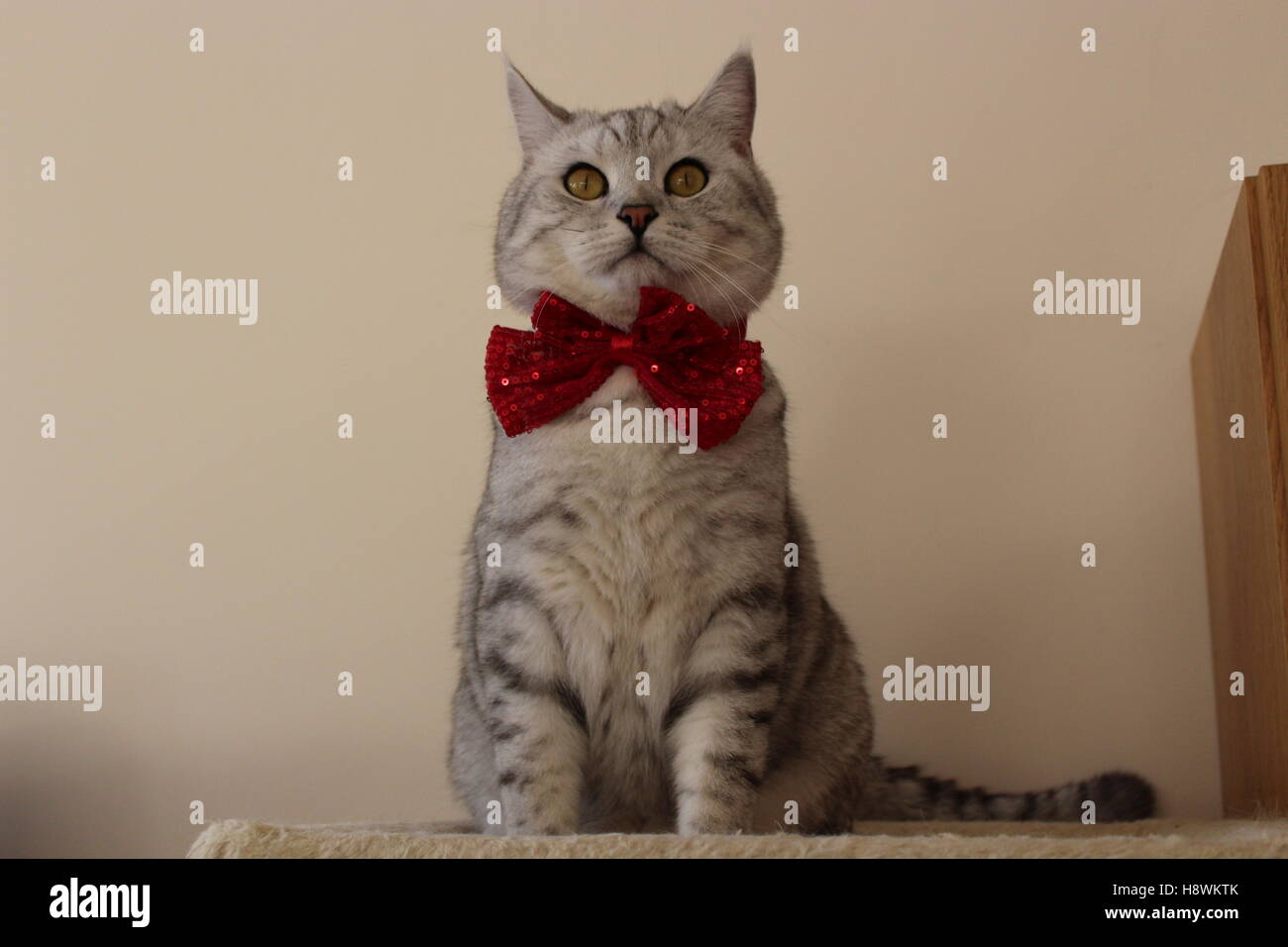 British Shorthair cat in red bow tie Stock Photo