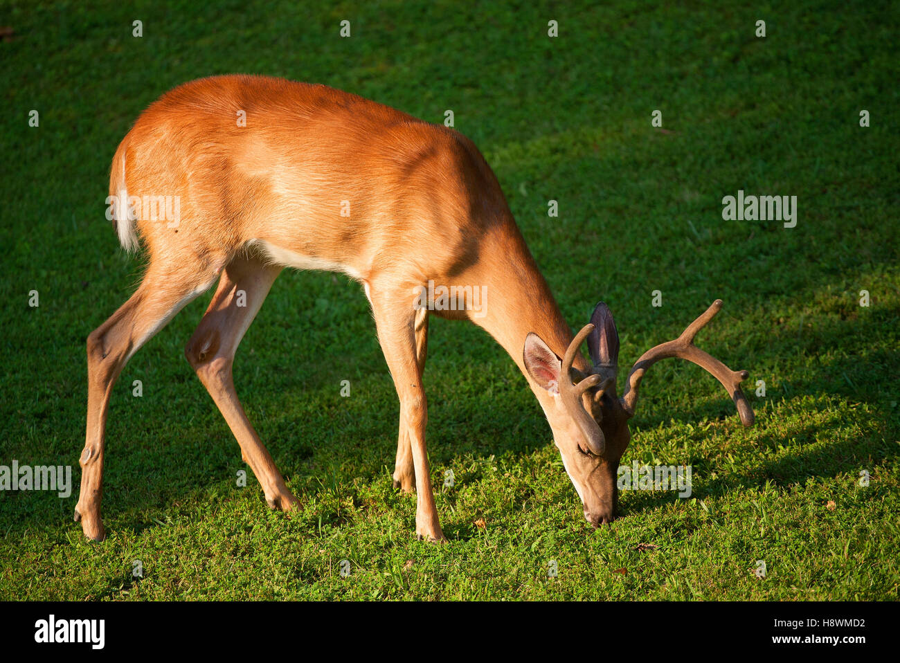 The head of a deer with its own hands made of cardboard or plywood The head of a deer with its own hands made of cardboard or plywood