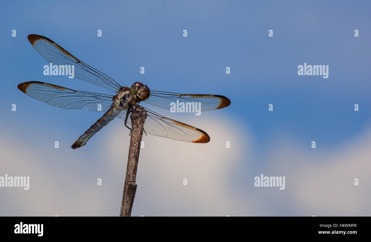 Dragonfly waiting on a stick with clouds behind Stock Photo