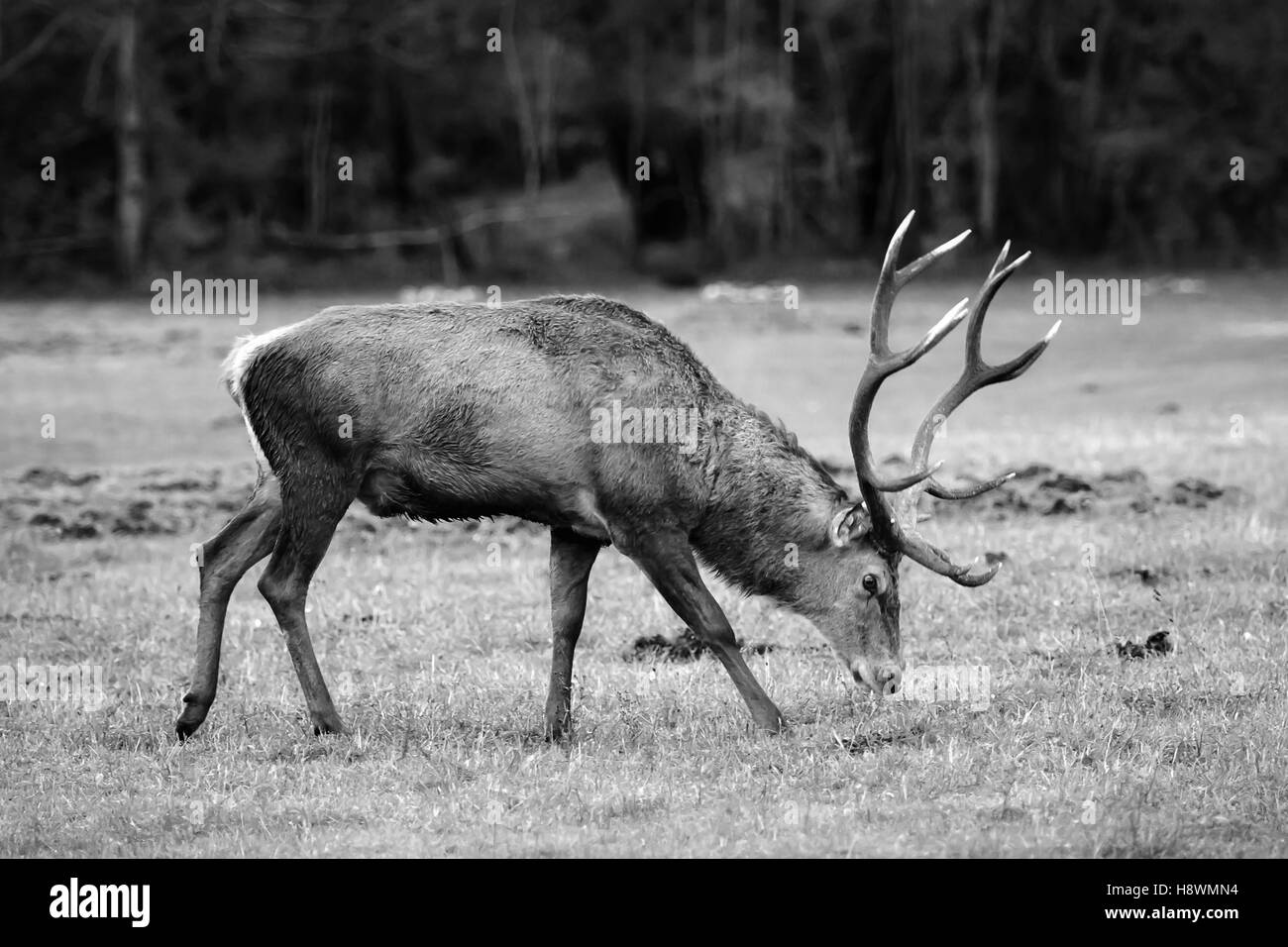 Male deer grazing grass in the meadow next to the forest Stock Photo ...