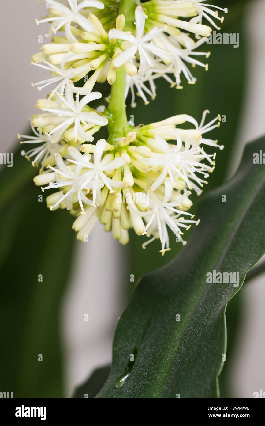 Dracaena fragrans (cornstalk dracaena) flower Stock Photo