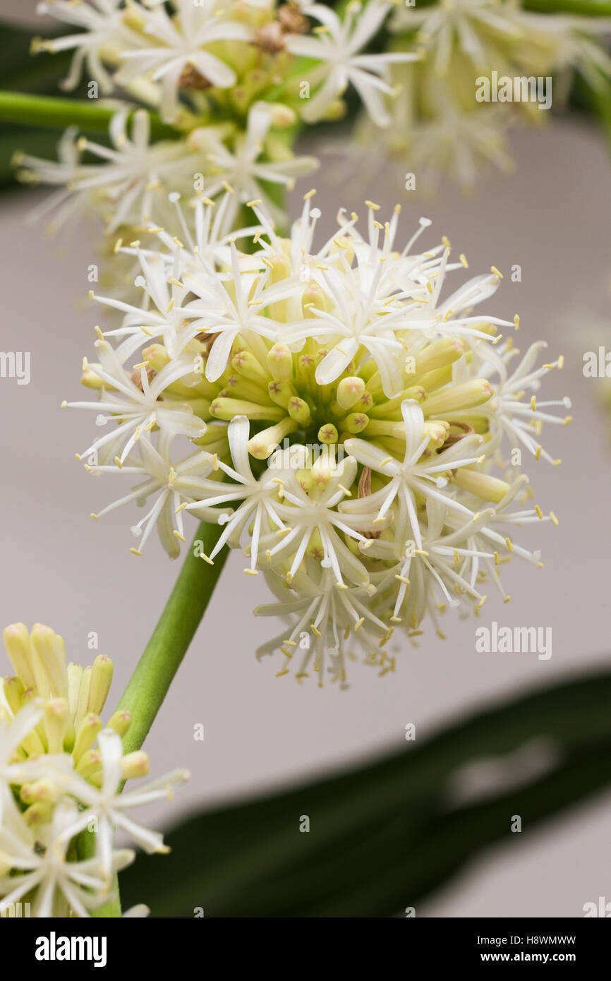 Dracaena fragrans (cornstalk dracaena) flower Stock Photo