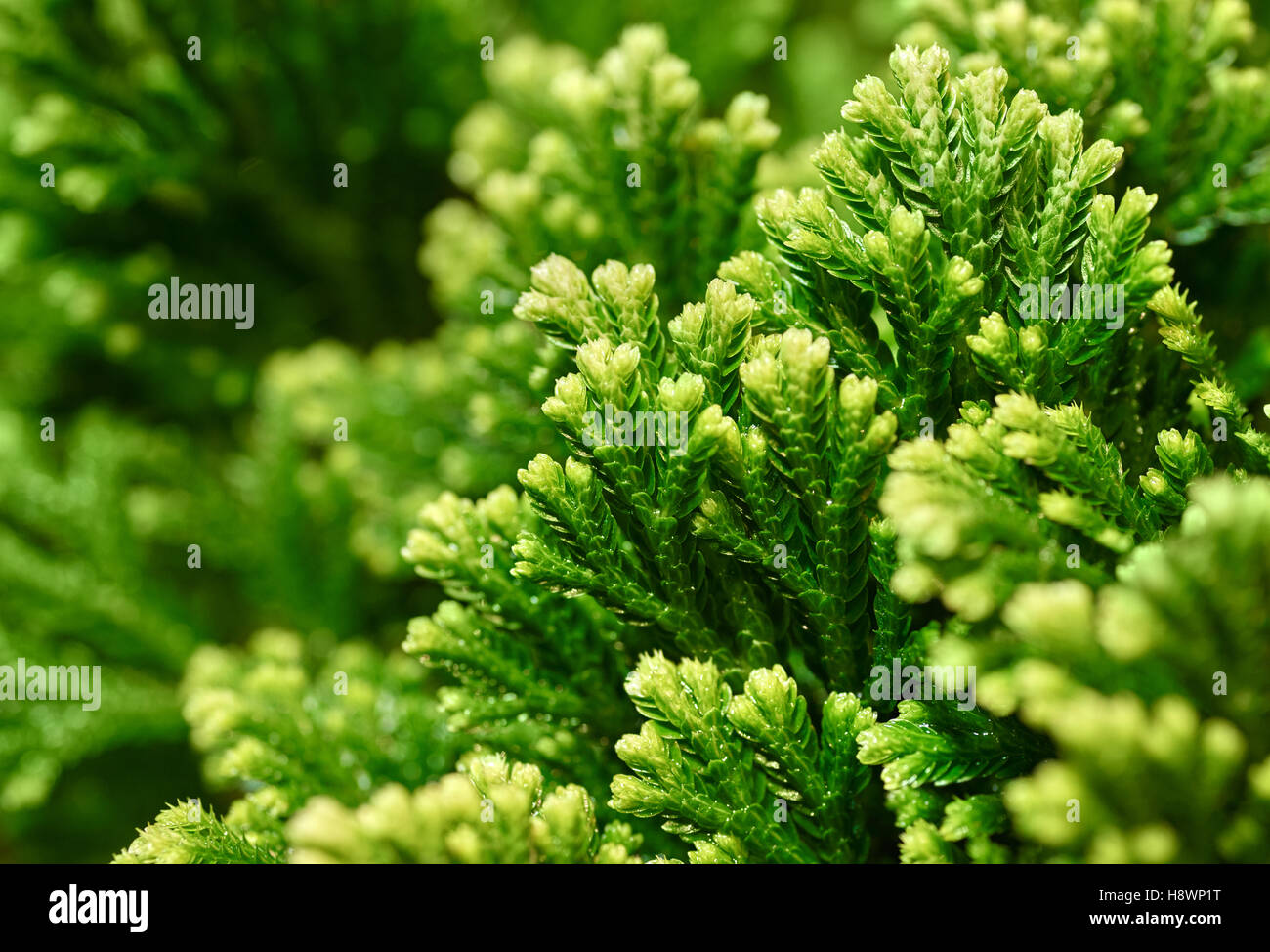 Backgrounds and textures: close-up shot of green lichen. Very nice floral, seasonal or Christmas abstract background Stock Photo