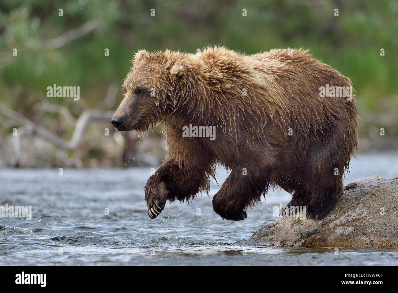 Grizzly (Ursus arctos horribilis ) fishing , Junction MoraineFunnel