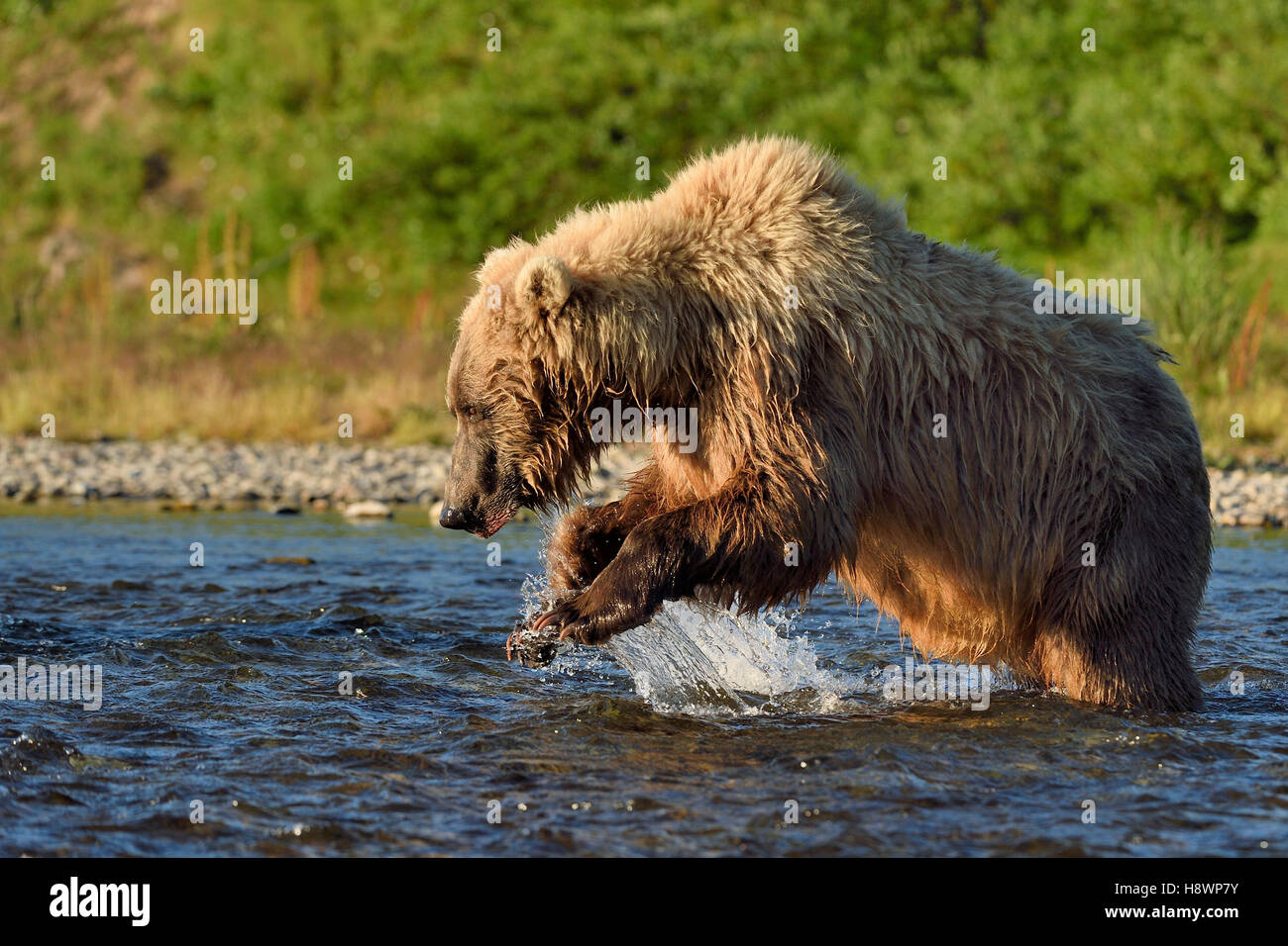 Grizzly (Ursus arctos horribilis ) fishing , Junction MoraineFunnel