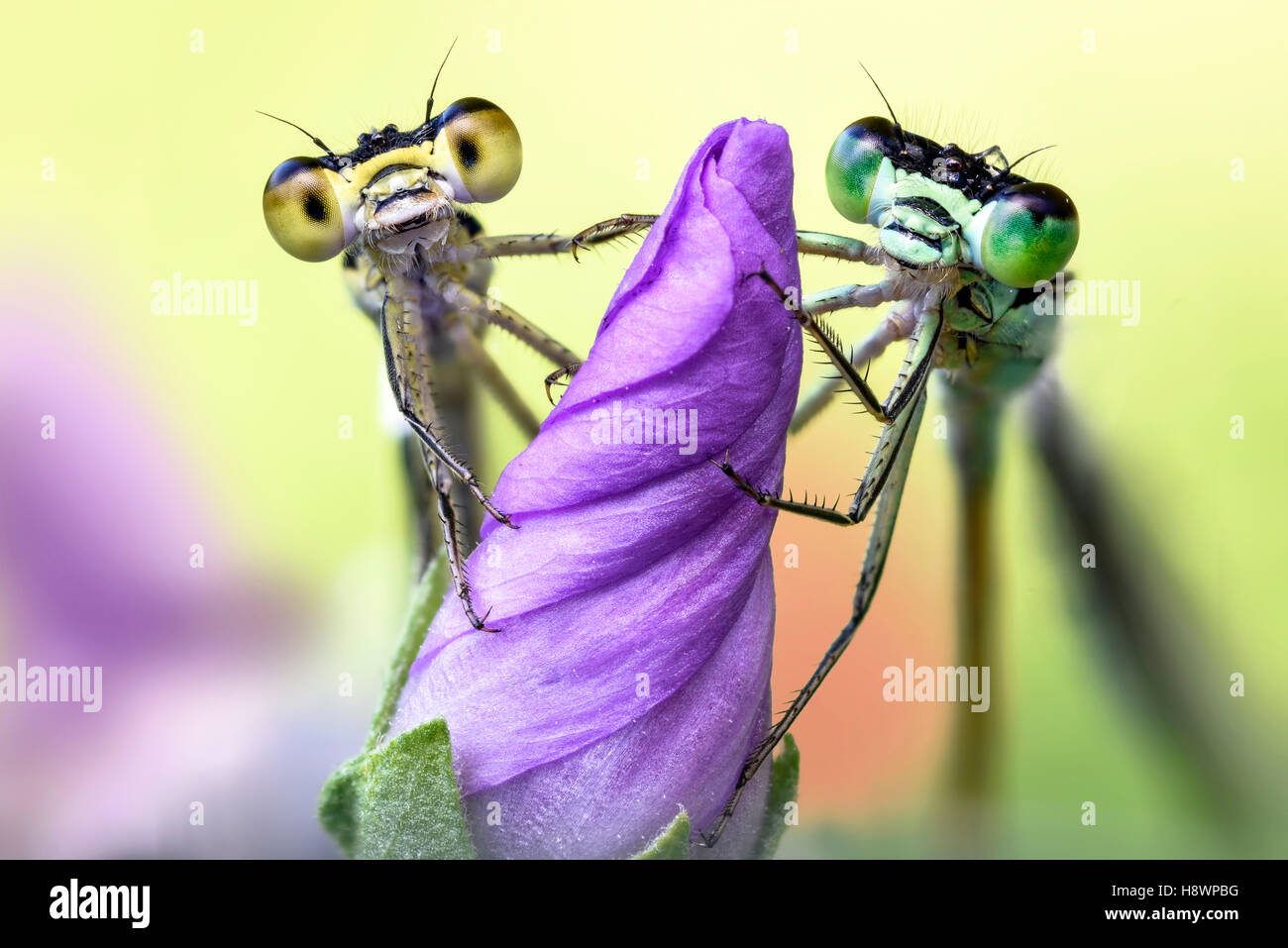two damselflies on a wild flower Stock Photo - Alamy