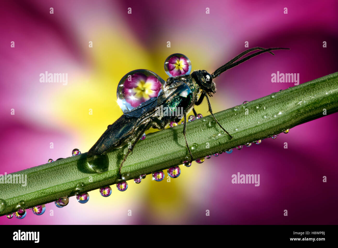 Insect covered by dew drops on a stem Stock Photo - Alamy