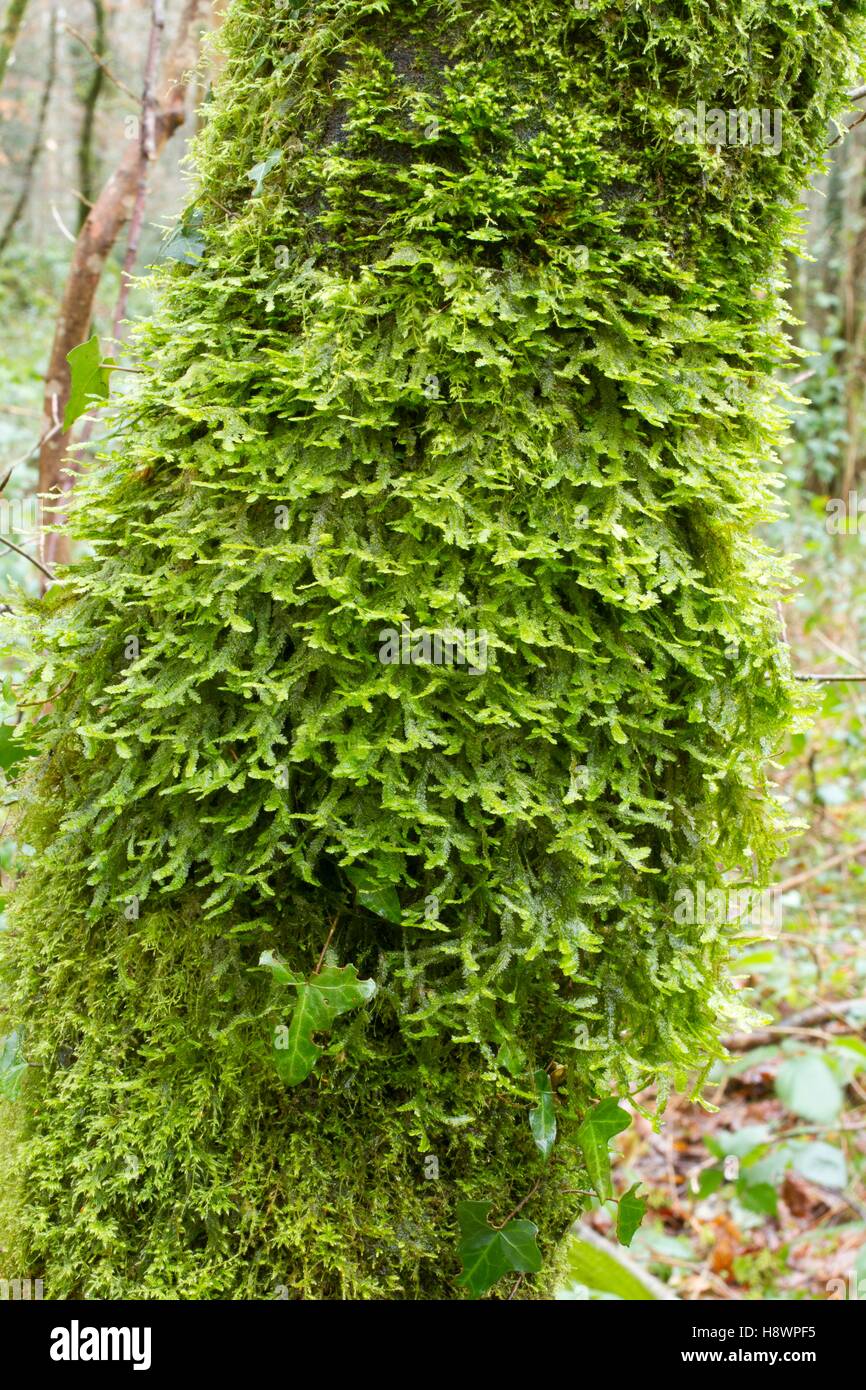 Crisped Neckera. Hanvec, Forêt du Cranou. Finistère. Bretagne. France - Neckera crispa - Neckeraceae Stock Photo