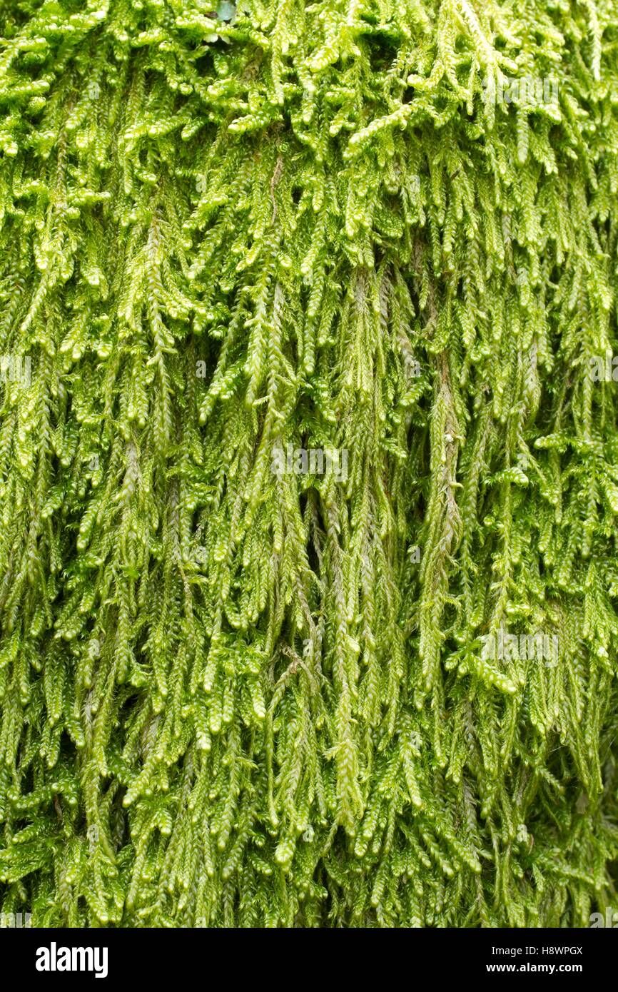 Mamillate plait-moss - Hypnum andoi - Hypnaceae Stock Photo - Alamy