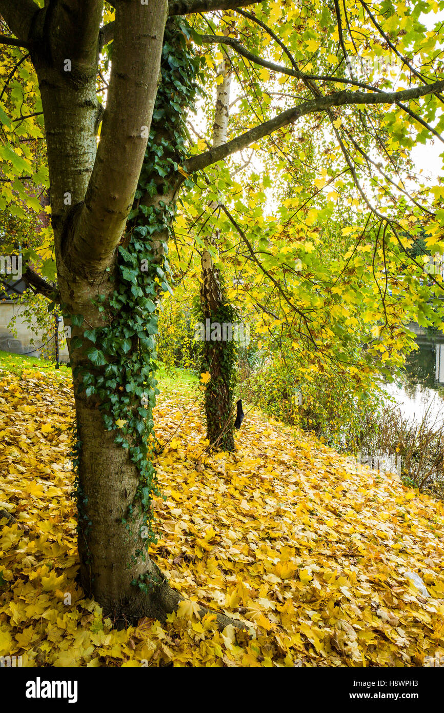 Golden yellow leaves from London plane trees beside River Avon in Chippenham UK Stock Photo