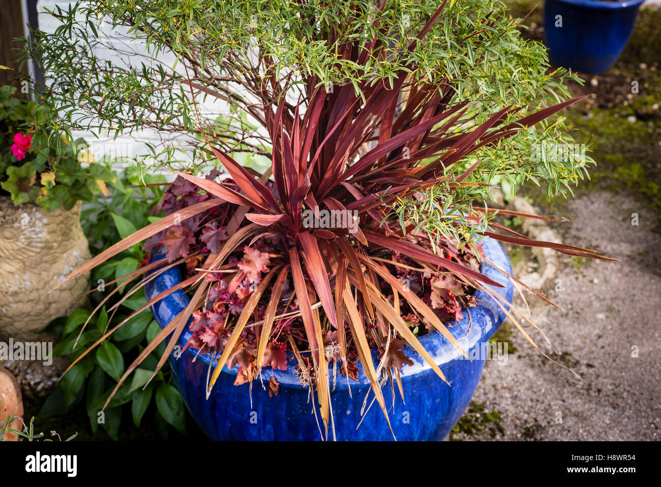 Regrowth of cordyline foliage after a servere winter frost many months earlier Stock Photo