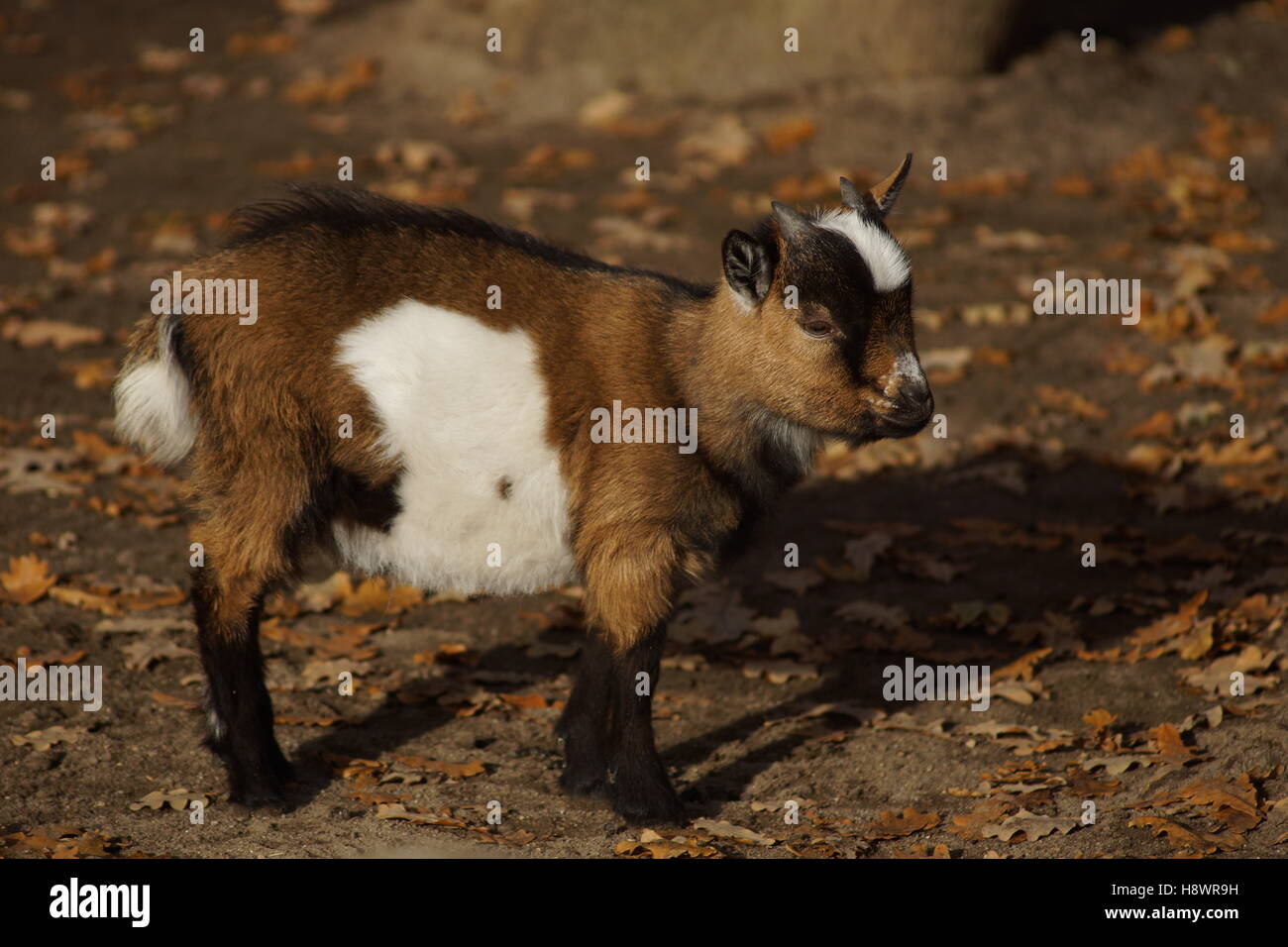Detail of a young goat Stock Photo