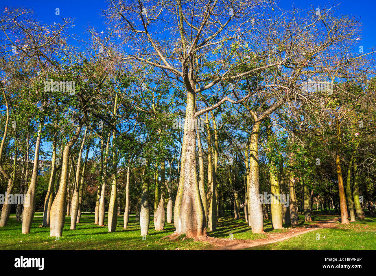 Floss Silk trees or Ceiba Speciosa in autumn ,Garden Jardines del Real Viveros of Valencia, Spain Stock Photo