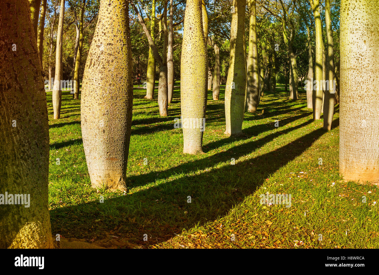 Floss Silk trees or Ceiba Speciosa in autumn ,Garden Jardines del Real Viveros of Valencia, Spain Stock Photo