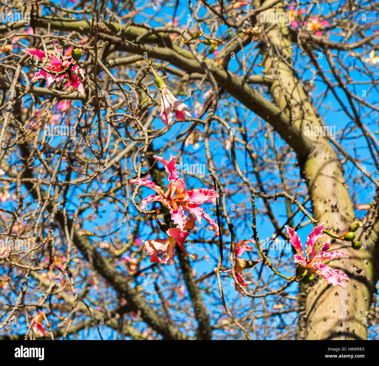 Floss Silk Tree High Resolution Stock Photography And Images Alamy