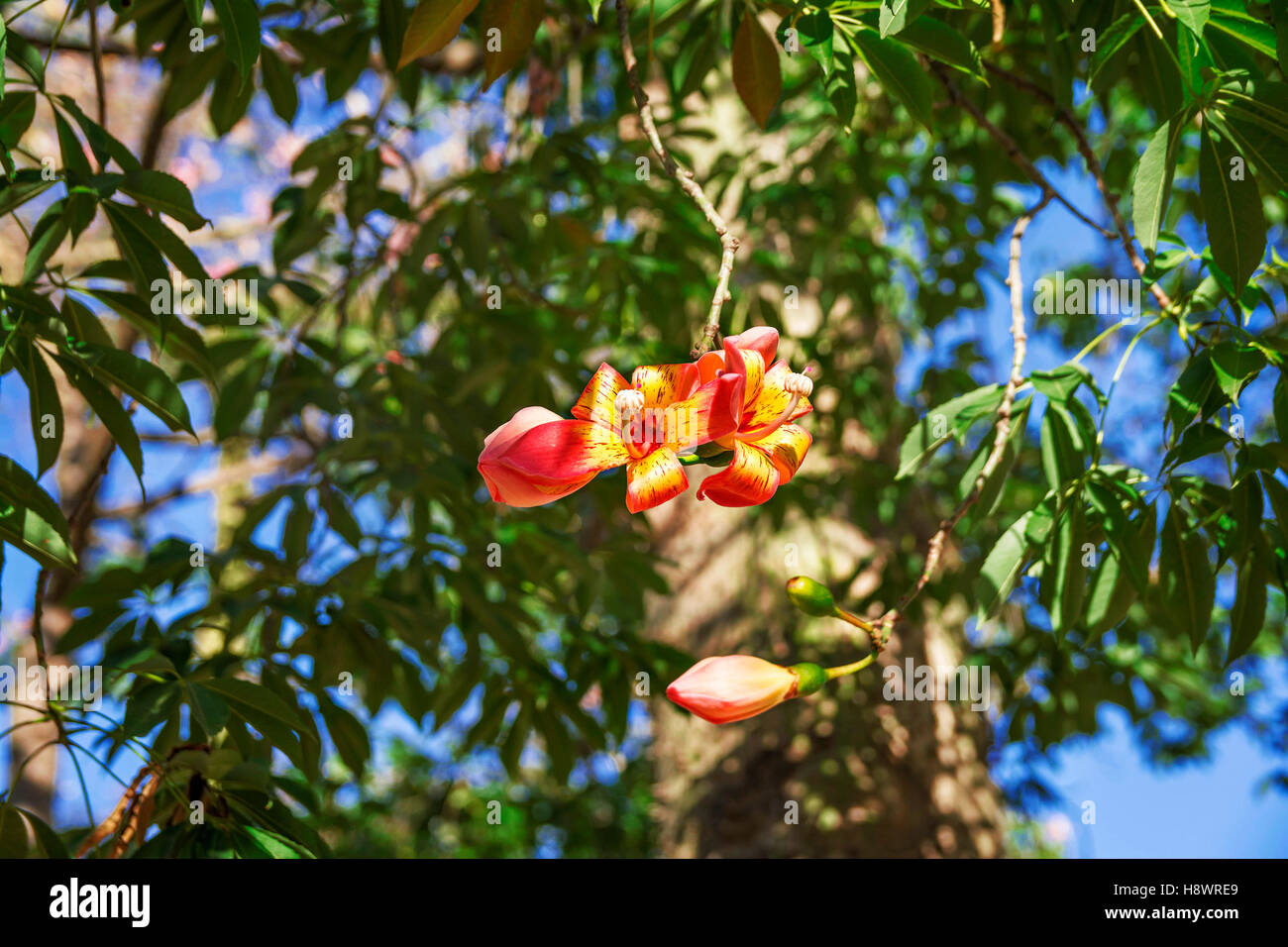 Flower in autumn of Floss Silk tree or Ceiba Speciosa , Garden Jardines del Real Viveros in Valencia, Spain Stock Photo