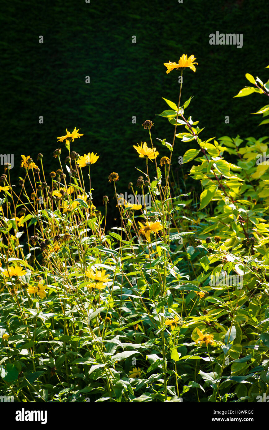 Last of the flowering helianthus in a dedicated border in the flower garden Stock Photo