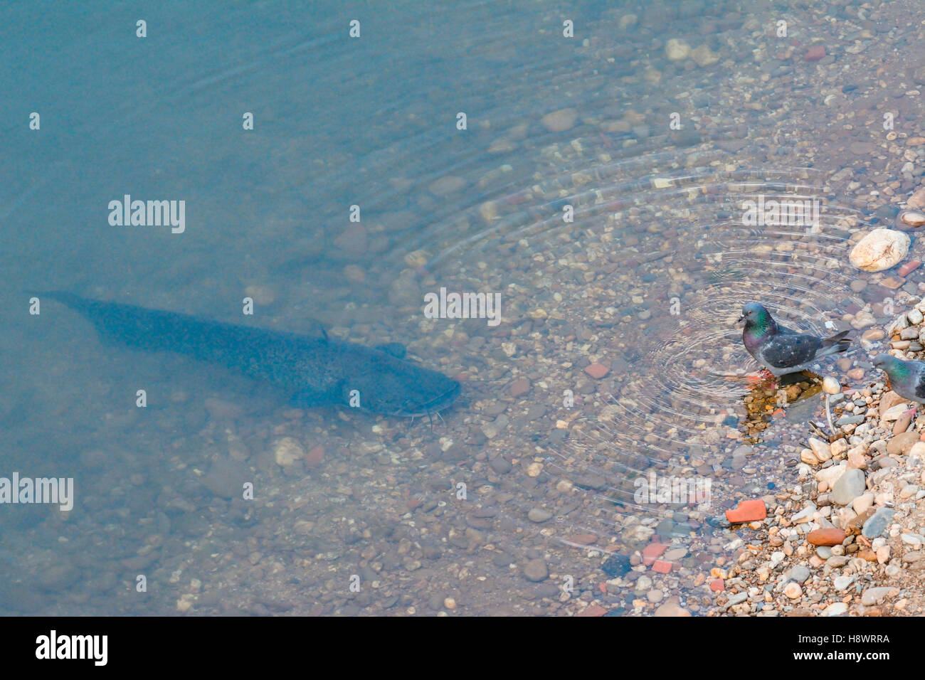 Wels Catfish (Silurus glanis) approaching a Pigeon shortly before an