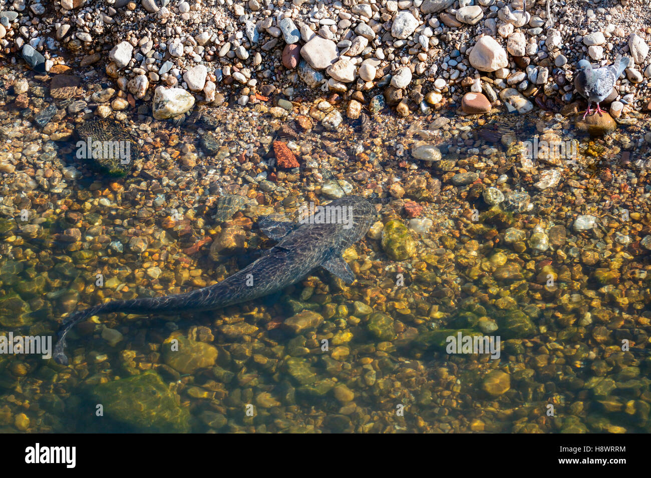Wels Catfish (Silurus glanis) very close to the edge, just before