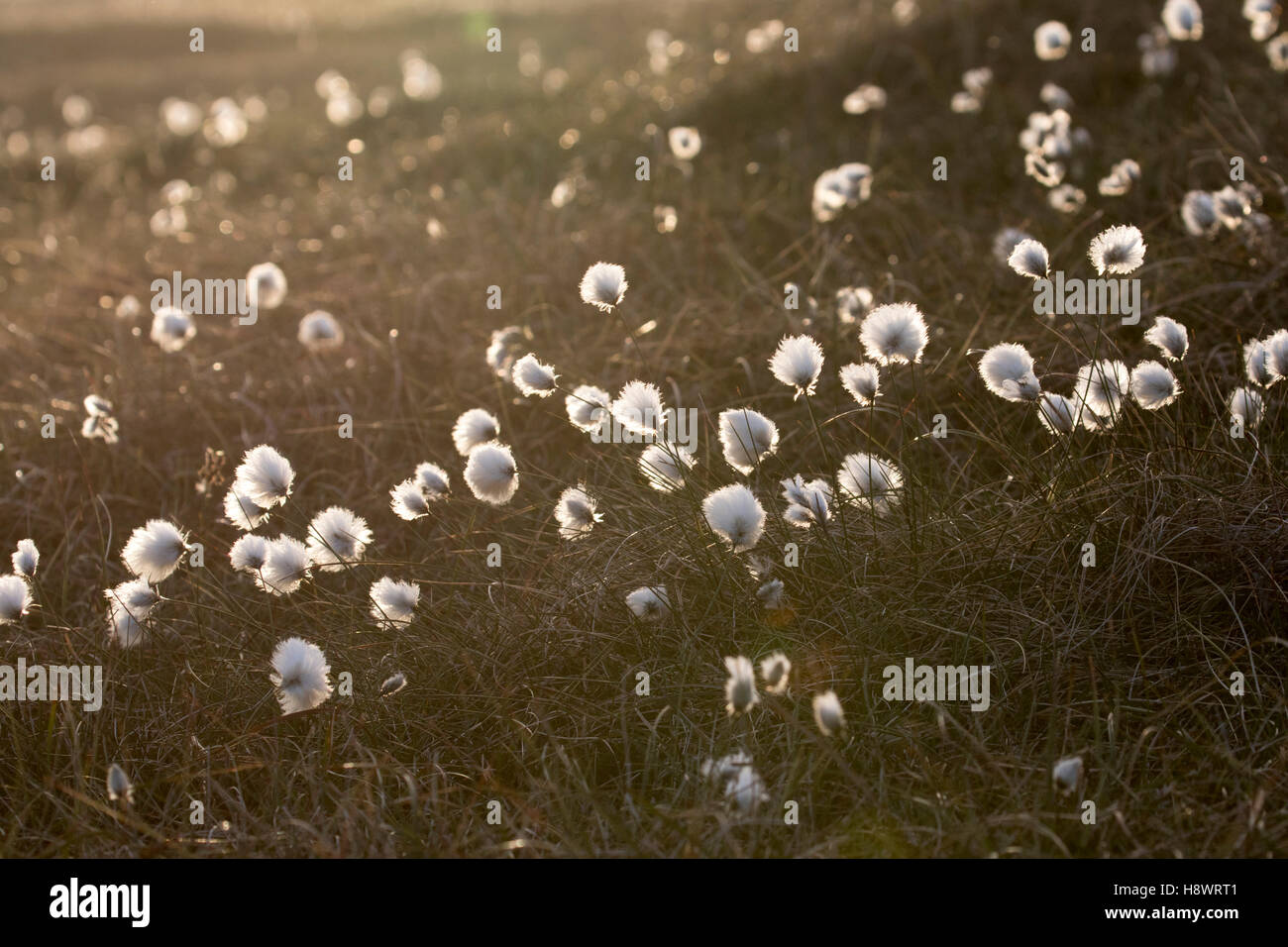 Cotton grass (Eriophorum angustifolium ) cotton grass at sunset