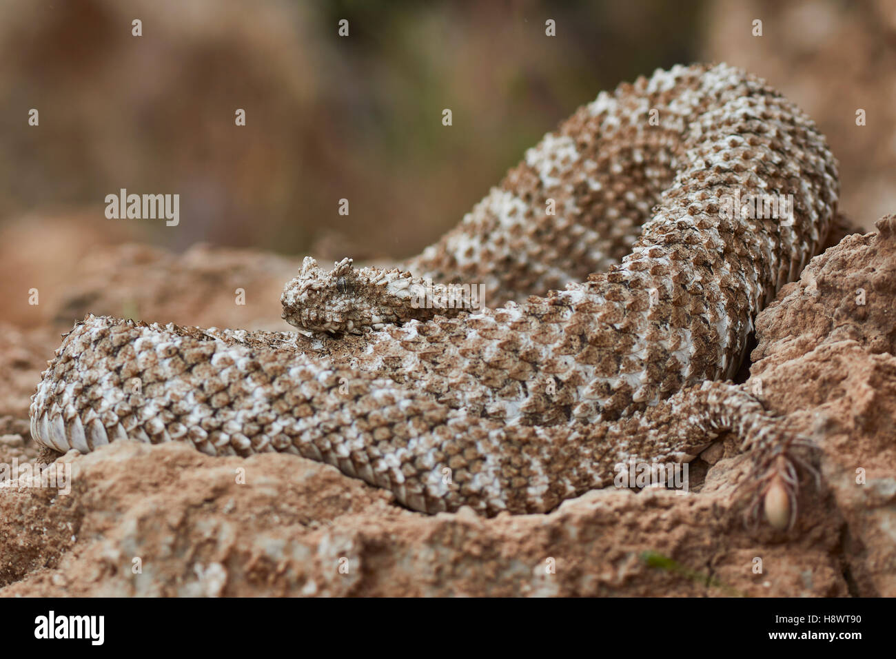 Spider-tailed horned viper (Pseudocerastes urarachnoides), Zagros