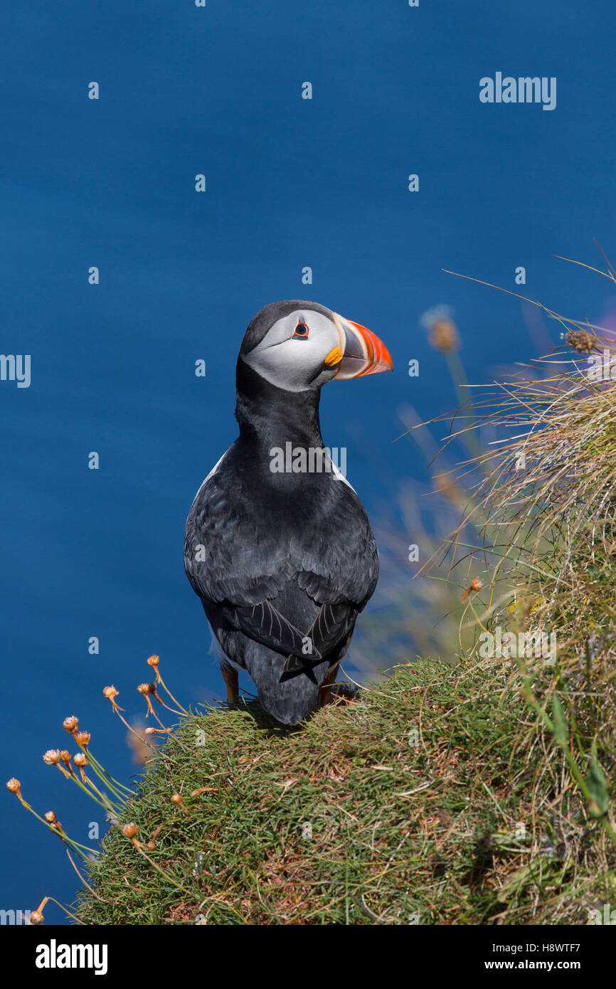 Puffin; Fratercula arctica Single on Cliff Orkney; UK Stock Photo