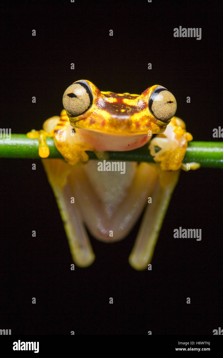 Imbabura tree frog (Hypsiboas picturatus), Chocó colombiano, Ecuador ...