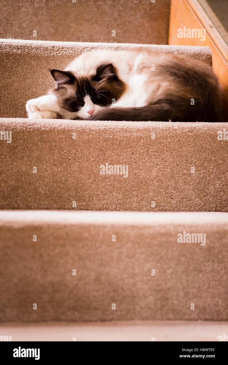 A Ragdoll cat chose to sleep on the stairs while occupants were out Stock Photo