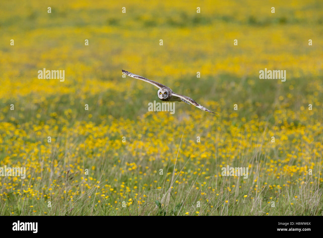 Short Eared Owl; Asio flammeus Single in Flight Orkney; Scotland; UK Stock Photo