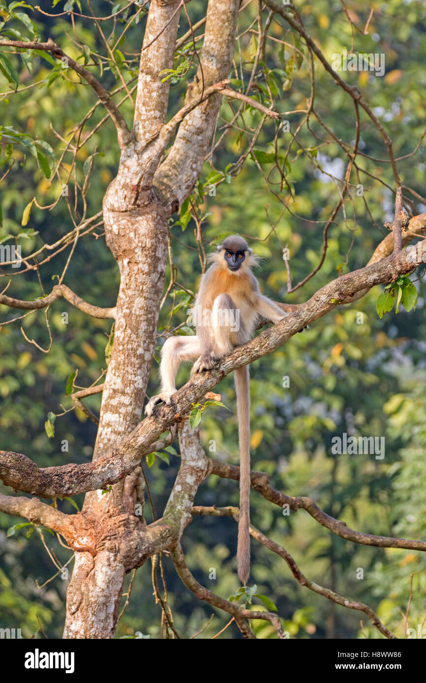 Capped langur (Trachypithecus pileatus) in a tree, Trishna wildlife