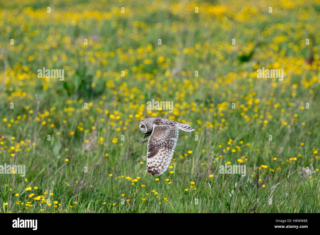 Short Eared Owl; Asio flammeus Single in Flight Orkney; Scotland; UK Stock Photo