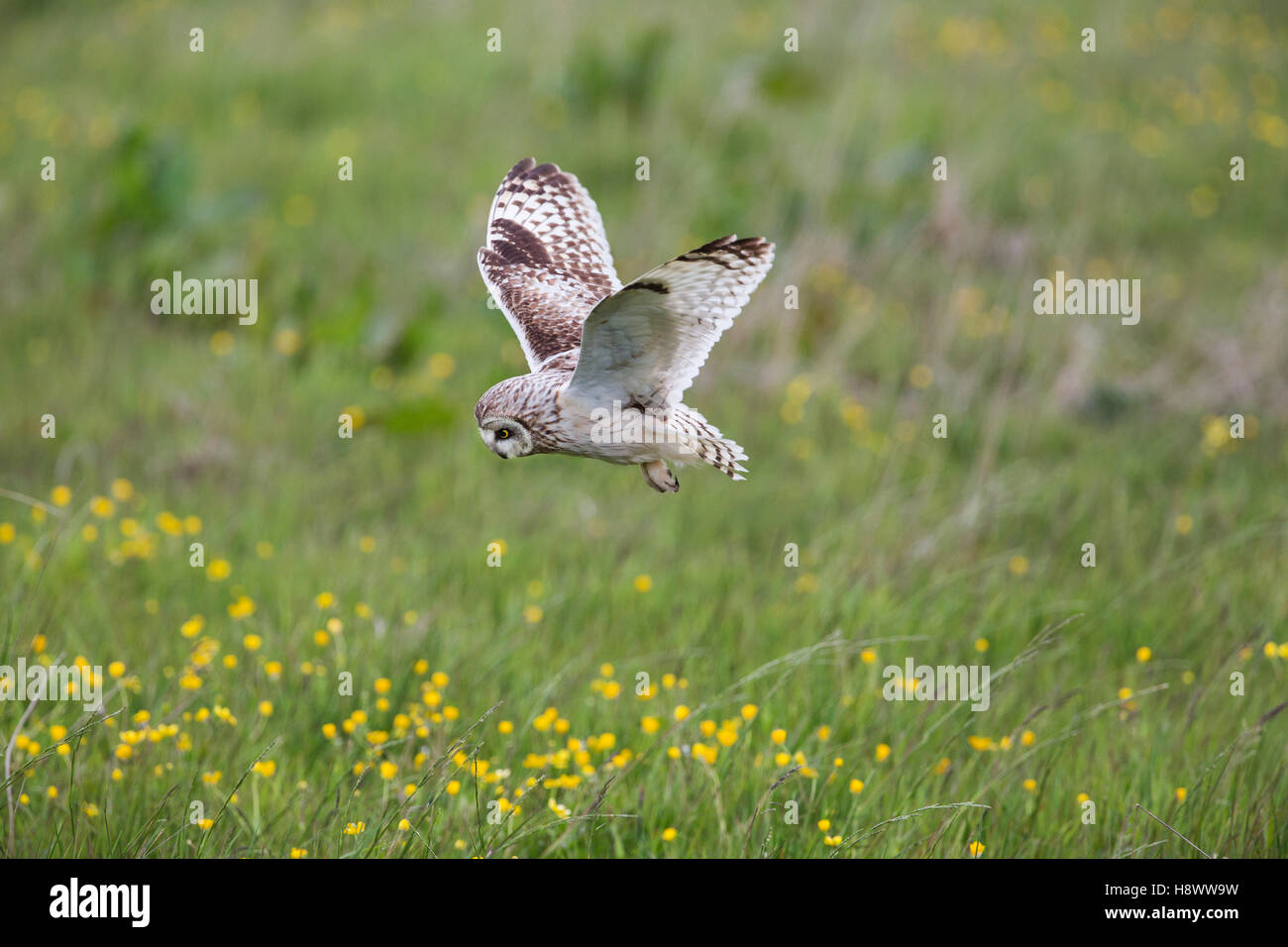 Short Eared Owl; Asio flammeus Single in Flight Orkney; Scotland; UK Stock Photo