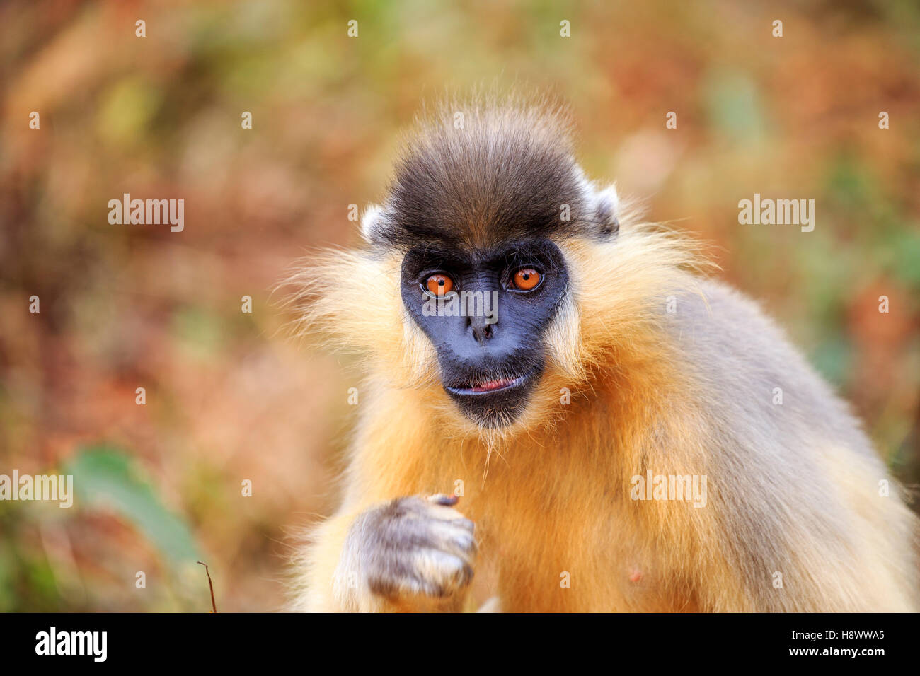 Portrait of Capped langur (Trachypithecus pileatus), Trishna wildlife