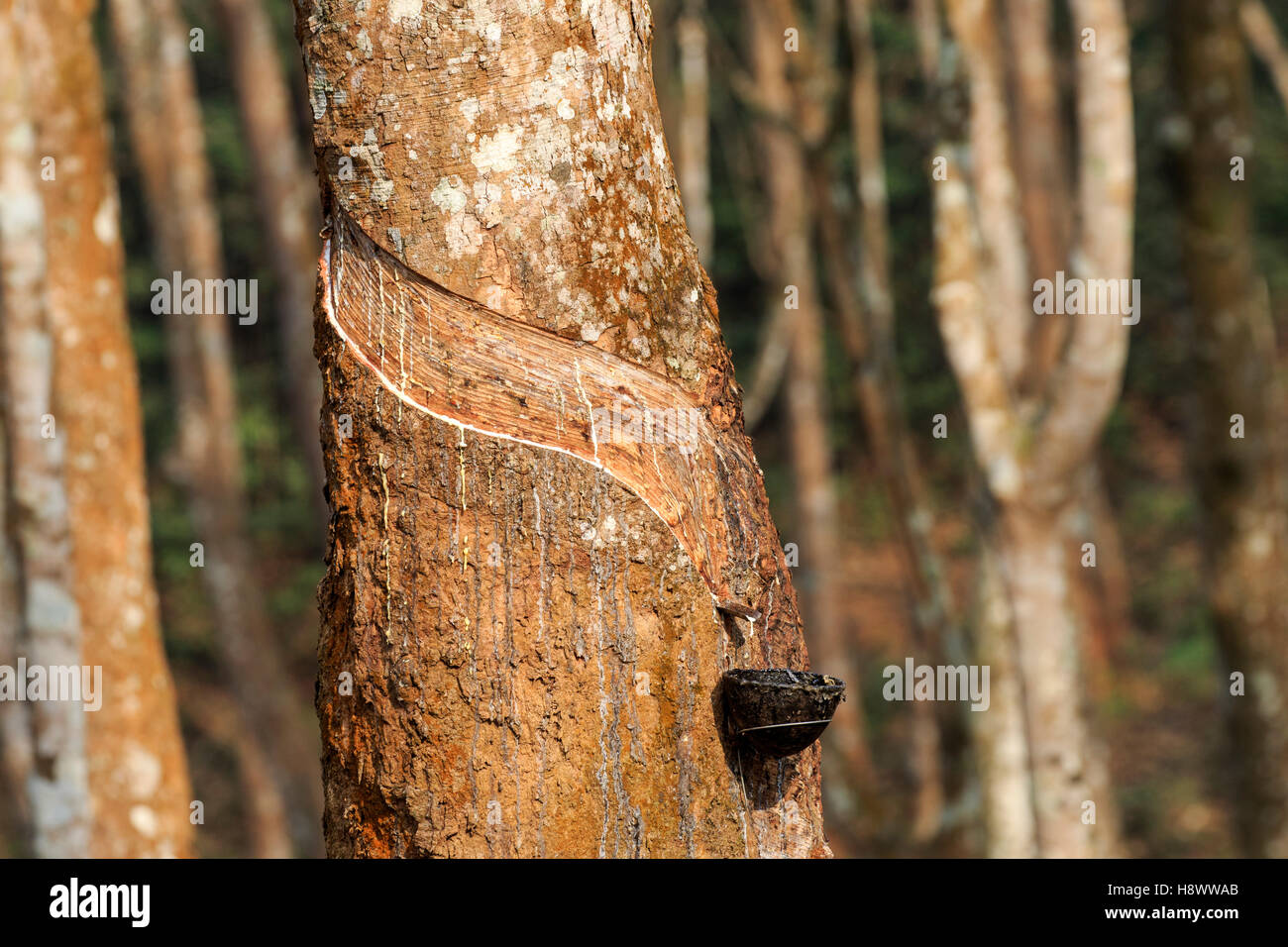 Harvesting latex from rubber trees, Tripura state, India Stock Photo