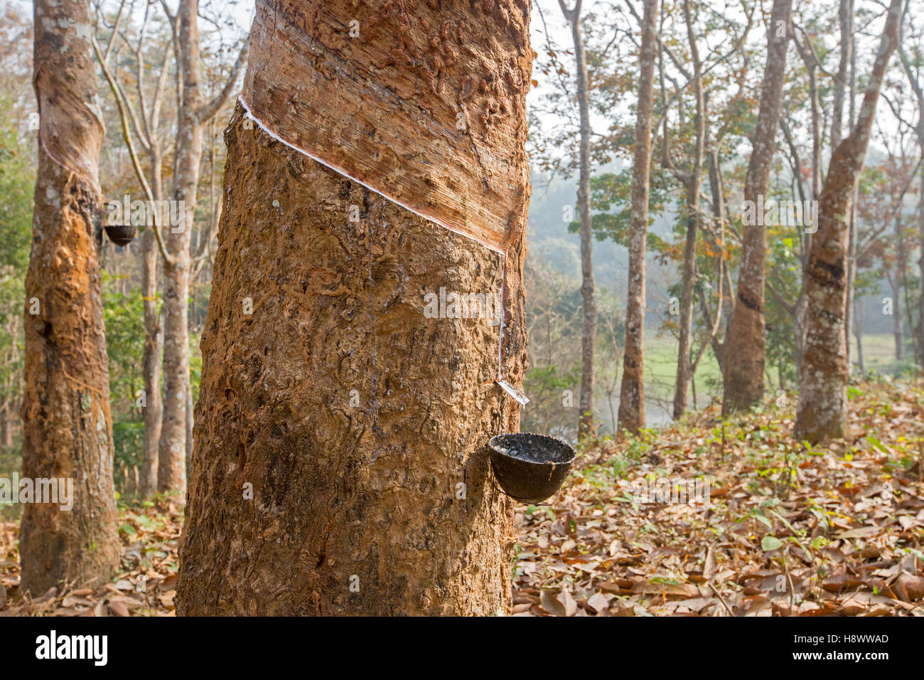 Harvesting latex from rubber trees, Tripura state, India Stock Photo
