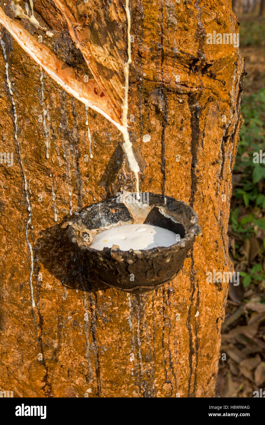 Harvesting latex from rubber trees, Tripura state, India Stock Photo