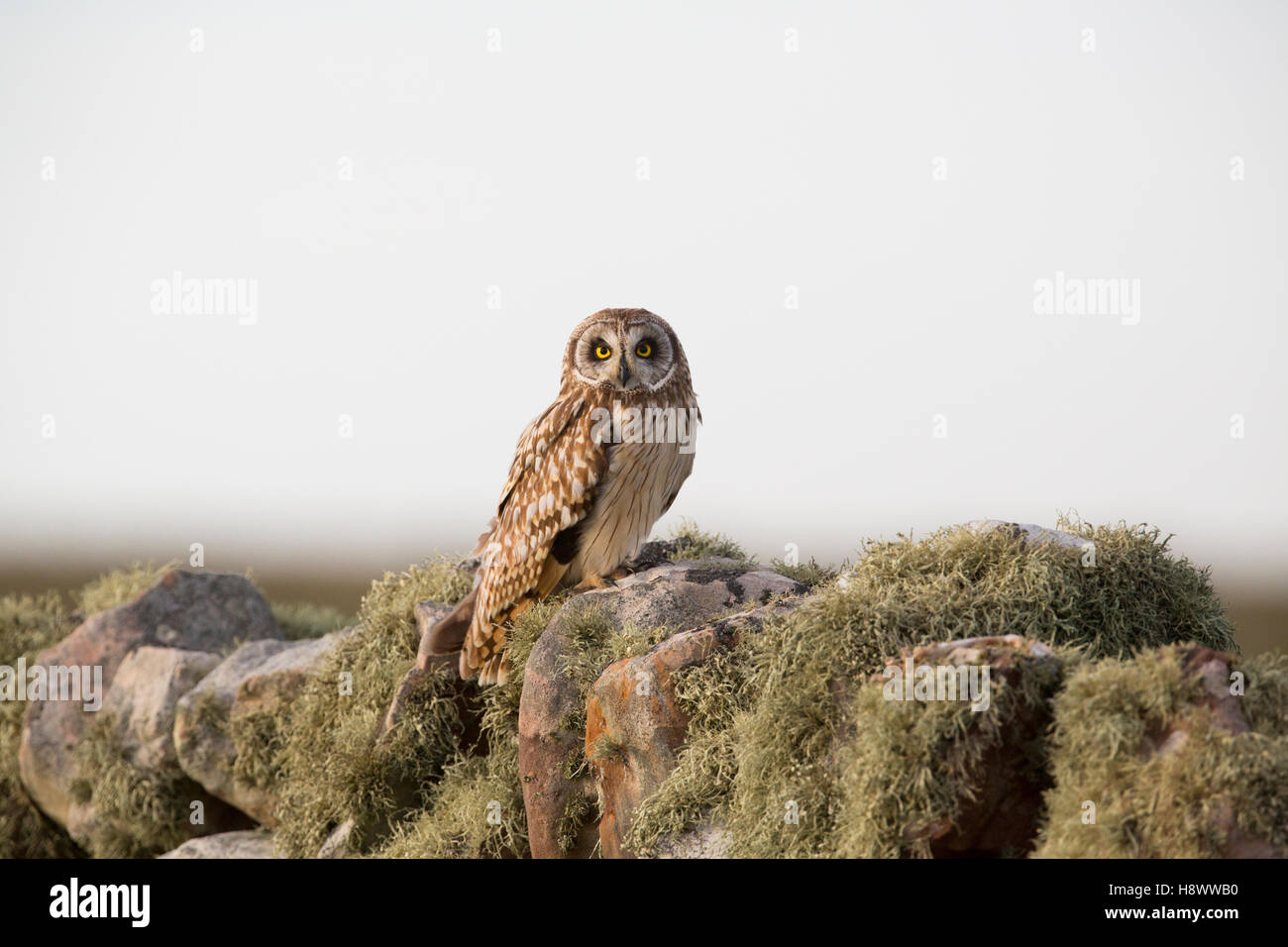 Short Eared Owl; Asio flammeus Single on Wall Orkney; Scotland; UK Stock Photo