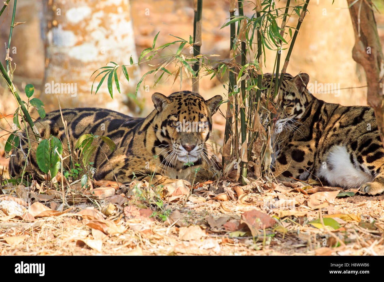 Clouded leopard (Neofelis nebulosa) lying on ground, Trishna wildlife