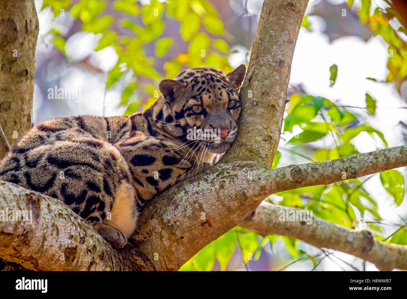 Clouded leopard tree hi-res stock photography and images - Alamy
