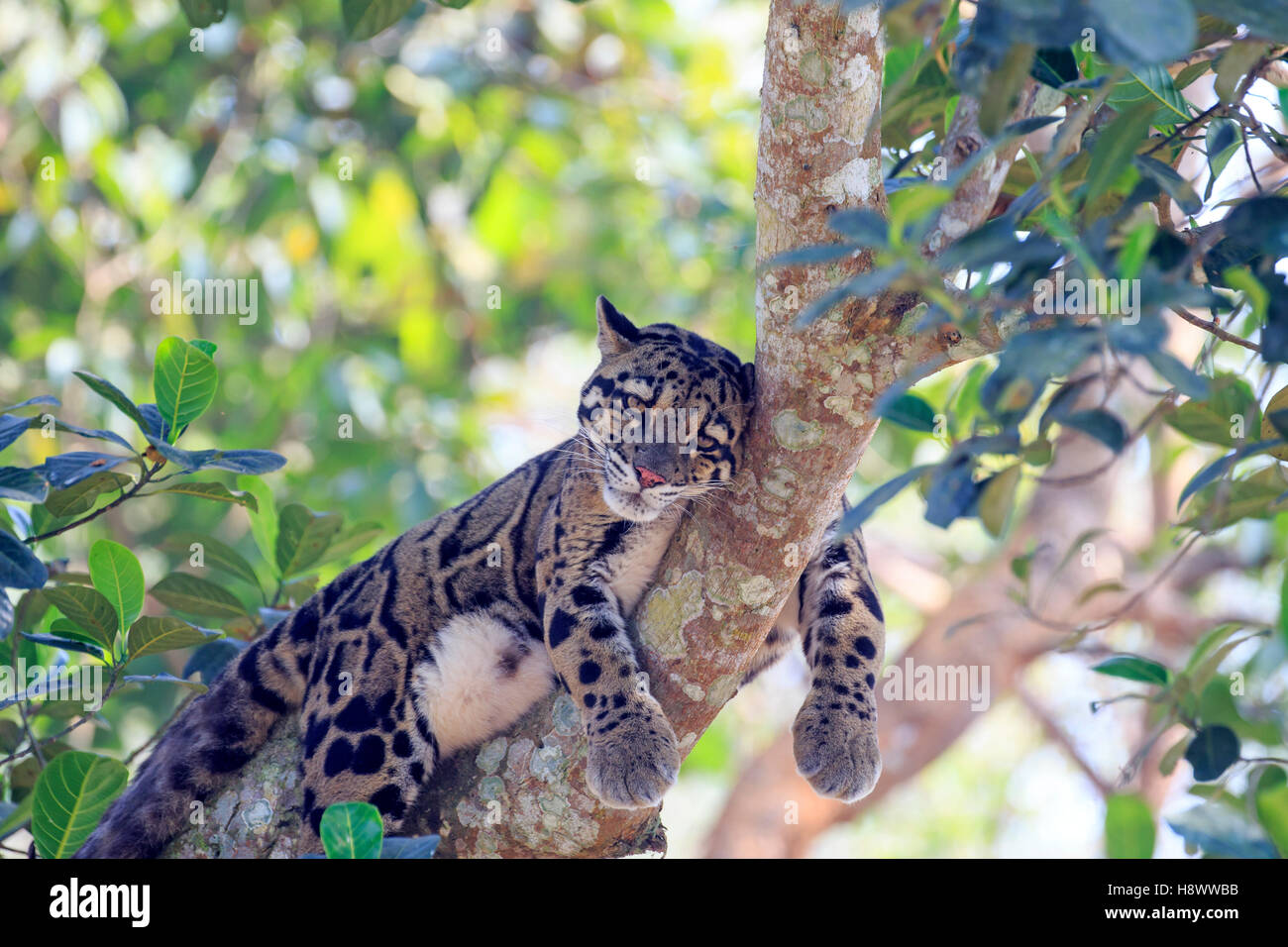 Clouded leopard (Neofelis nebulosa) at rest in a tree, Trishna wildlife