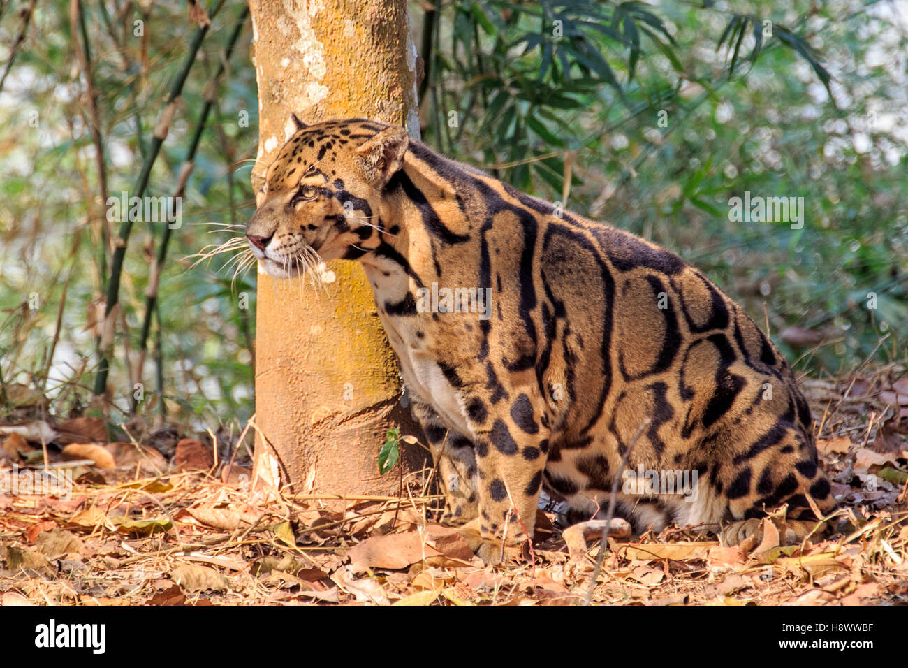 Clouded leopard (Neofelis nebulosa) on ground, Trishna wildlife