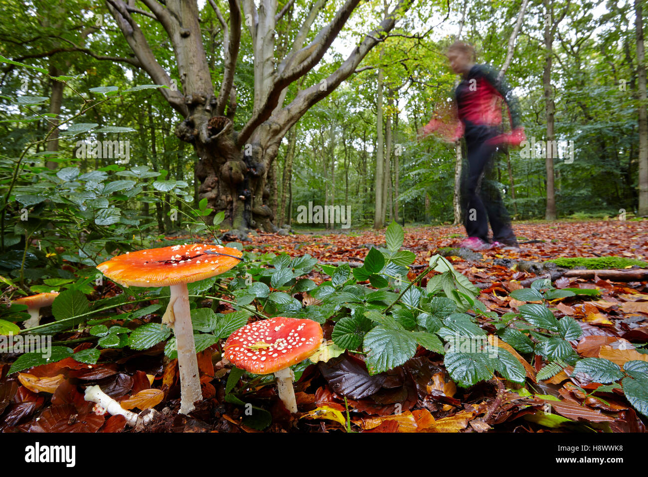 Fly agarics (Amanita muscaria) in forest and walker, France Stock Photo