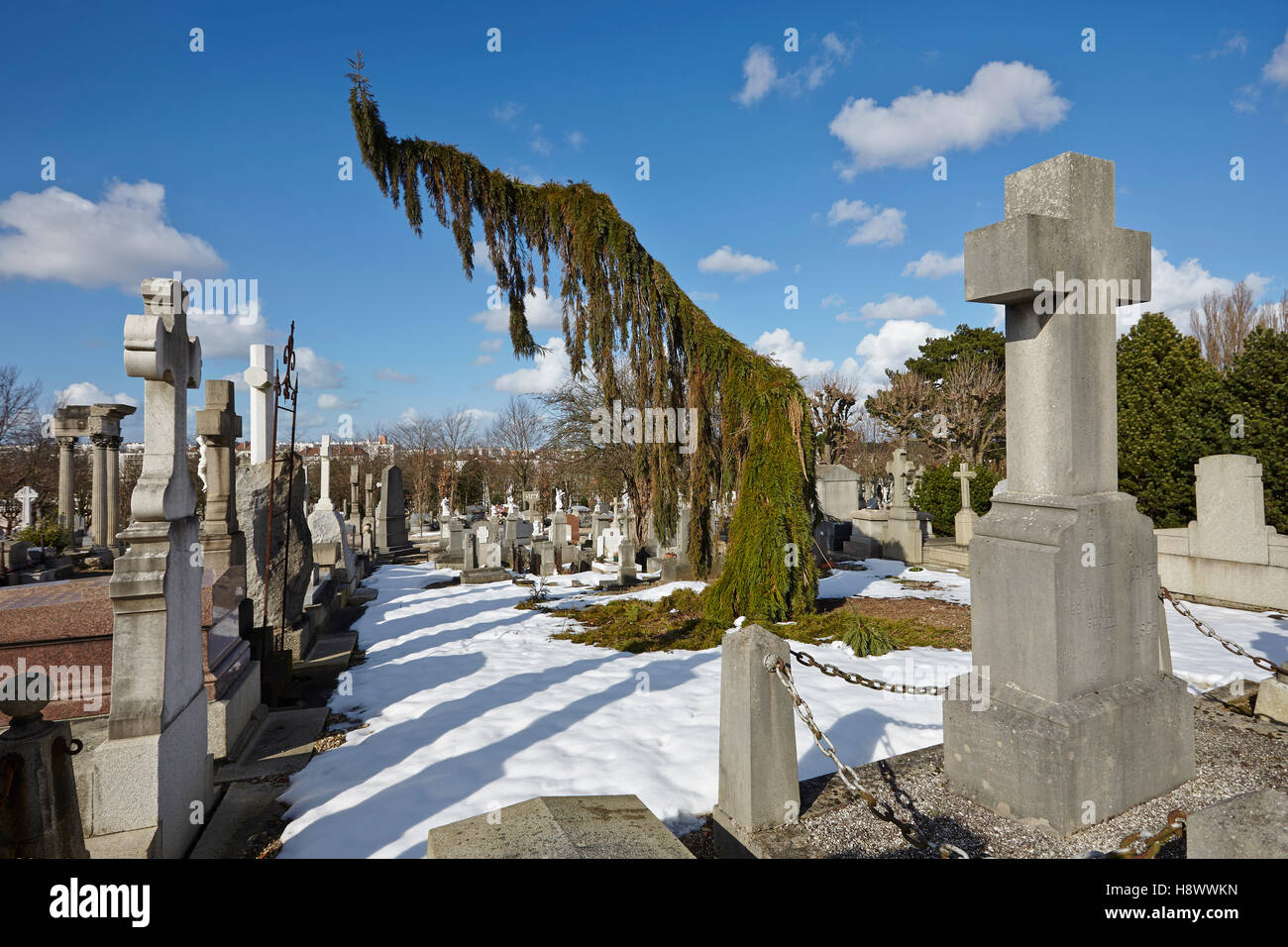 Weeping Giant sequoia (Sequoiadendron giganteum pendulum) in a graveyard in winter, France Stock Photo