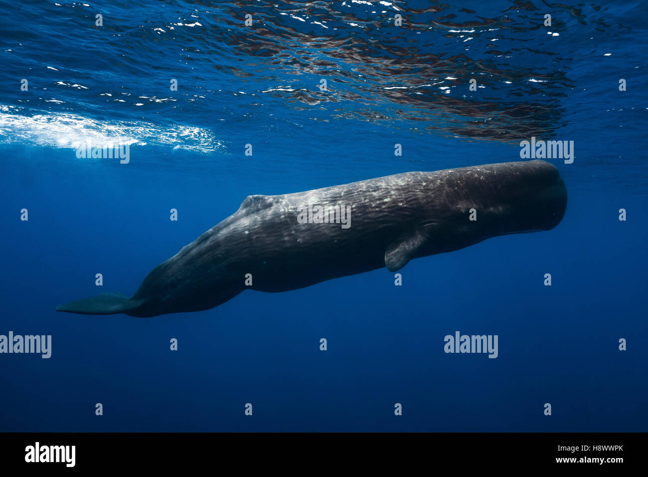 Great Sperm whale (Physeter macrocephalus) swimming under the surface ...