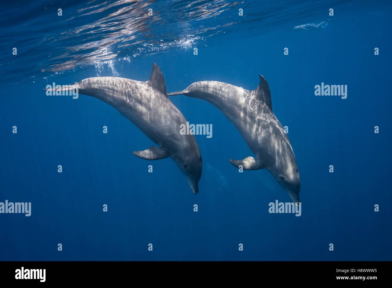 Indian Ocean bottlenose dolphin (Tursiops aduncus) displaying under surface, Mayotte, Indian Ocean Stock Photo