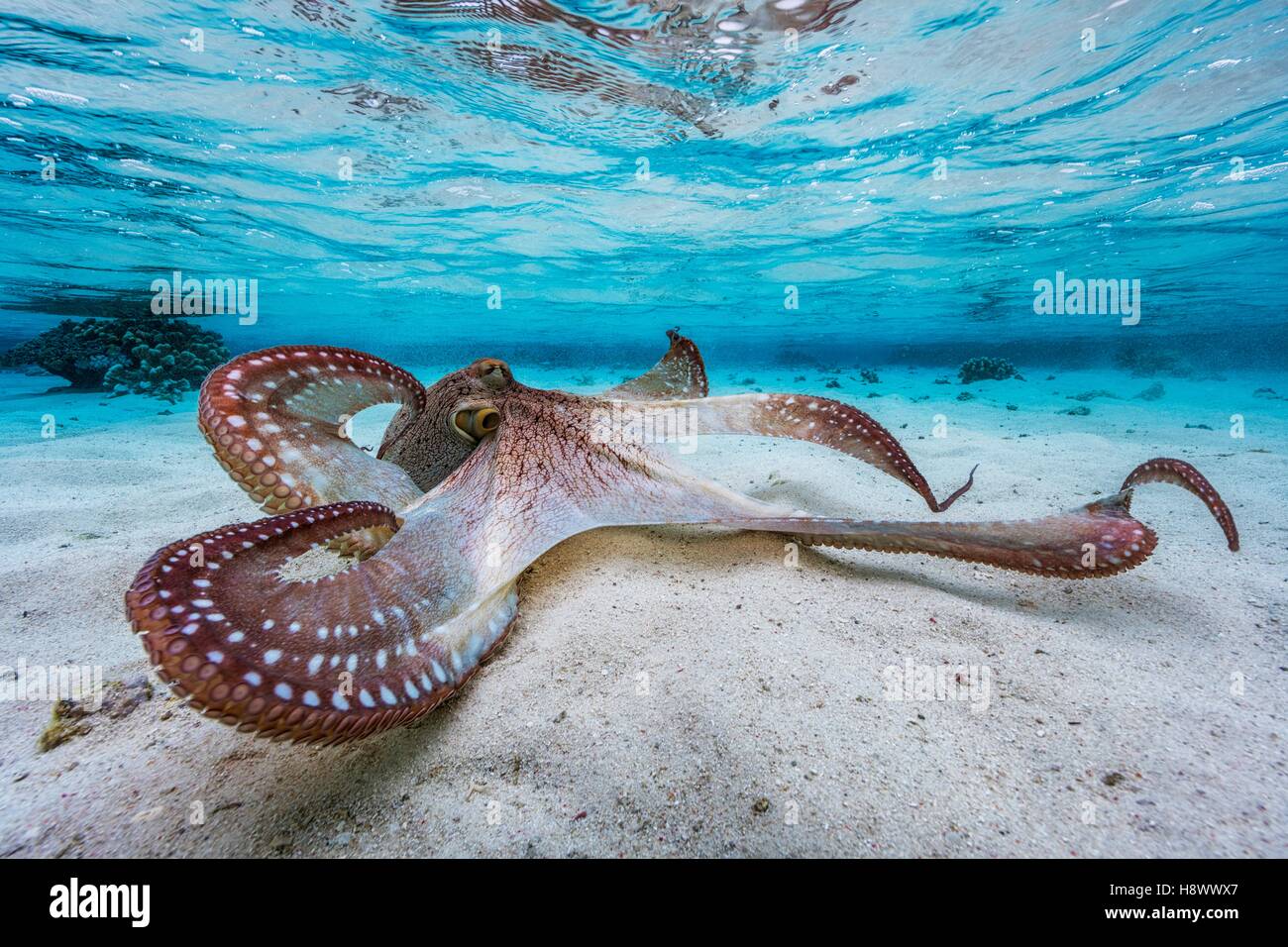 Octopus (Octopus sp) spreading its tentacles in the lagoon, Mayotte, Indian Ocean. Stock Photo