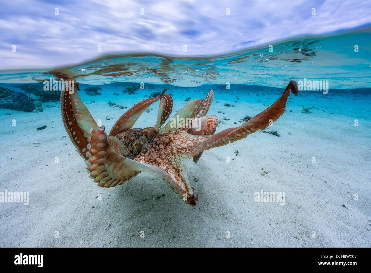 Octopus (Octopus sp) spreading its tentacles in the lagoon, Mayotte, Indian Ocean. Stock Photo