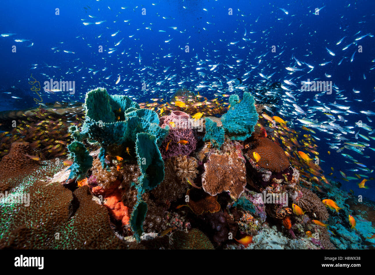 Sponges on Coral reef, Mayotte, Indian ocean Stock Photo Alamy