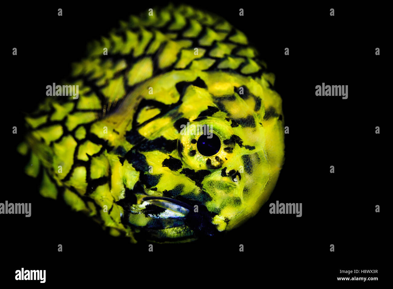 Pineapple Fish (Monocentris japonica), Reunion Island, Indian Ocean